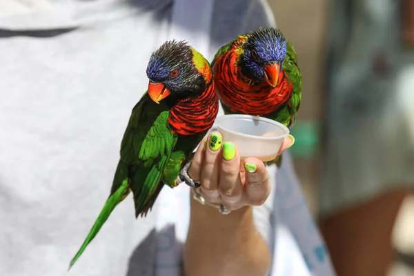 Время кормления попугаев — стоковое фото