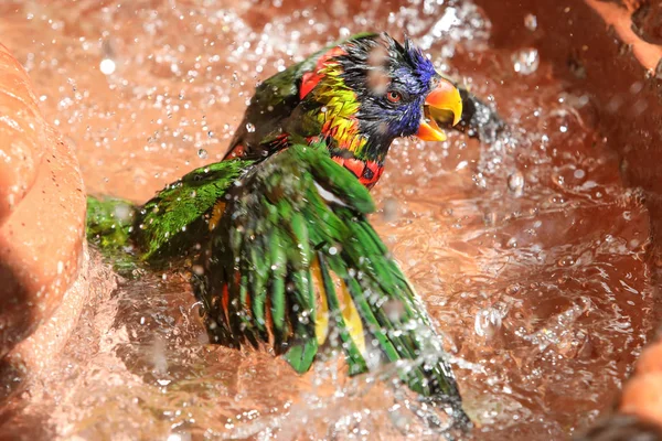 Loros en el mundo de las mariposas — Foto de Stock