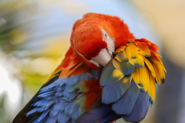 Perroquet coloré dans le monde papillon — Photo