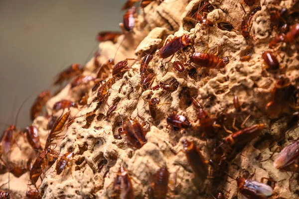 Levende kakkerlakken expositie — Stockfoto