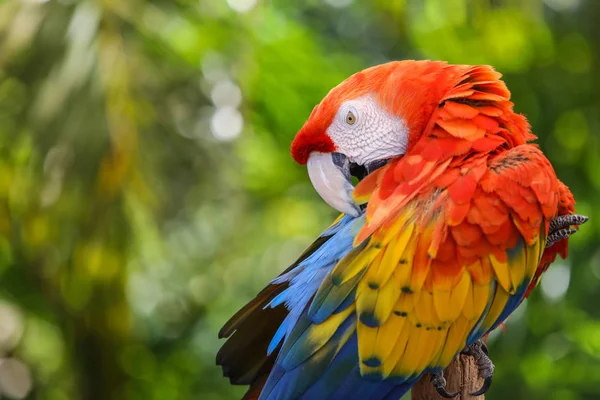 Красочный попугай в мире бабочек — стоковое фото