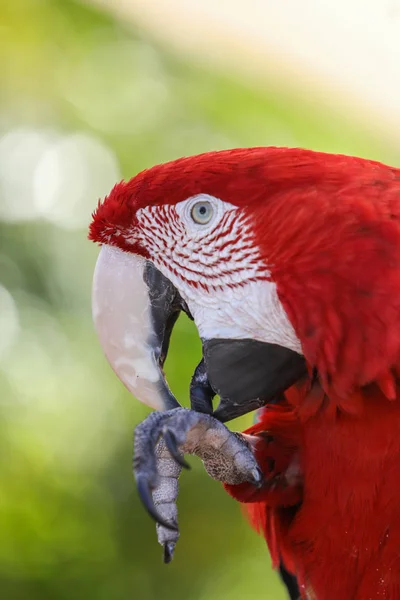 Красочный попугай в мире бабочек — стоковое фото