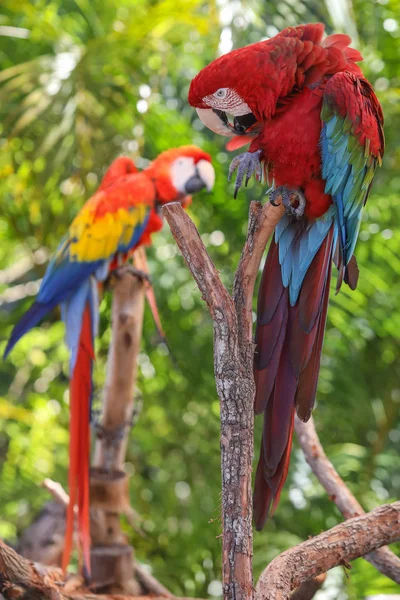 Perroquet coloré dans le monde papillon — Photo