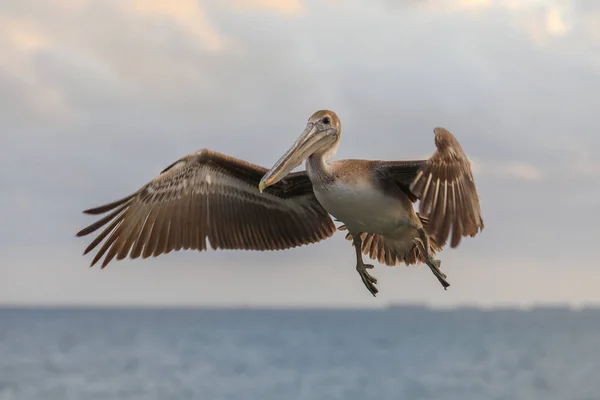Огромные пеликаны — стоковое фото