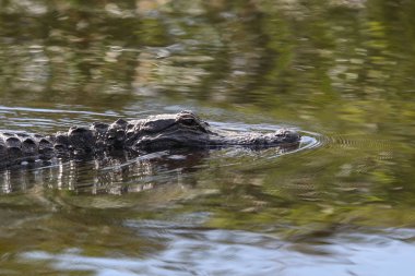 Timsah Everglades üzerinde