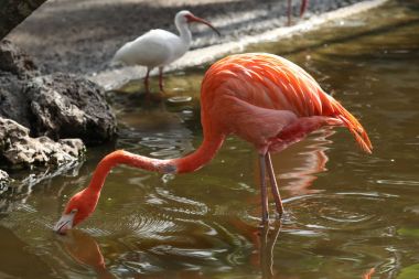 Flamingo Botanik Bahçesi içinde
