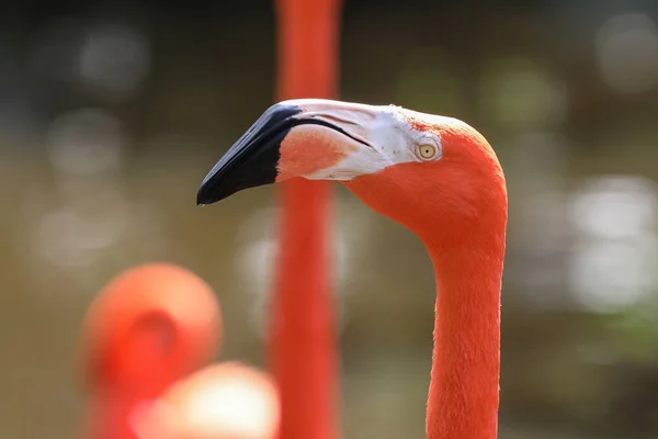 Flamingo v botanické zahradě — Stock fotografie