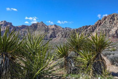 Red Rock Canyon - Nevada doğal koruma alanı. Las Vegas yakınındaki Milli Parkı.