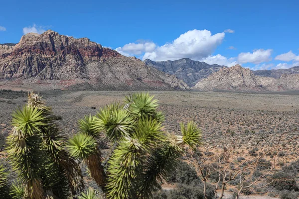 Red Rock Canyon Přírodní Památkové Rezervace Nevadě Národní Park Poblíž — Stock fotografie