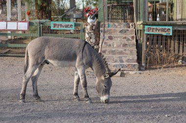 Oatman, ABD - 14.2019 Eşek Tarihi Kasaba Oatman, Arizona 14.11.2019, ABD