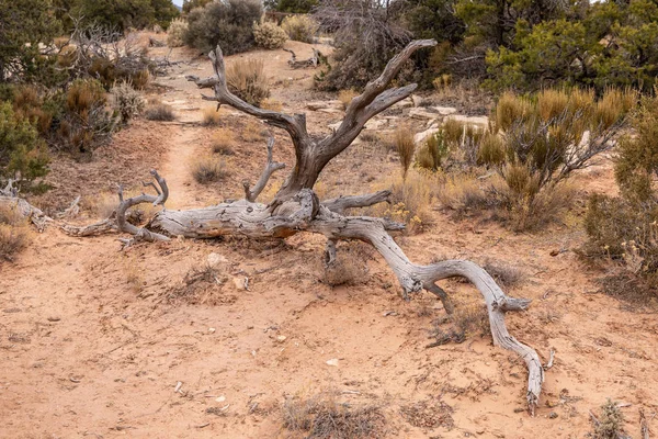 Utah Usa 2019 Natural Bridges National Monument 2019 Utah Spojené — Stock fotografie