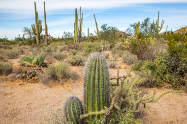 Saguaro, ABD - 23.11.2019 Arizona 'daki Old Saguaro Ulusal Parkı 23.11.2019, ABD