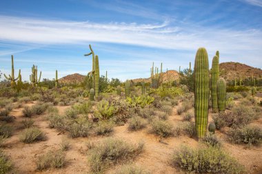 Saguaro, ABD - 23.11.2019 Arizona 'daki Old Saguaro Ulusal Parkı 23.11.2019, ABD