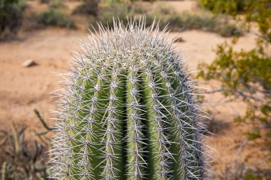 Saguaro, ABD - 23.11.2019 Arizona 'daki Old Saguaro Ulusal Parkı 23.11.2019, ABD
