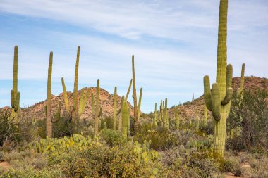 Saguaro, ABD - 23.11.2019 Arizona 'daki Old Saguaro Ulusal Parkı 23.11.2019, ABD
