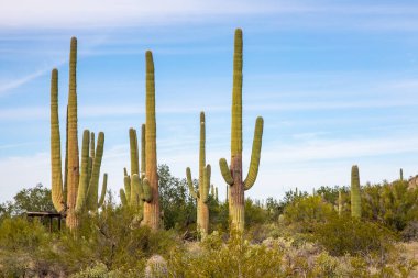 Saguaro, ABD - 23.11.2019 Arizona 'daki Old Saguaro Ulusal Parkı 23.11.2019, ABD