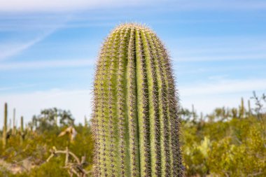 Saguaro, ABD - 23.11.2019 Arizona 'daki Old Saguaro Ulusal Parkı 23.11.2019, ABD