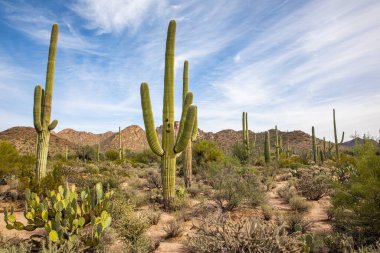 Saguaro, ABD - 23.11.2019 Arizona 'daki Old Saguaro Ulusal Parkı 23.11.2019, ABD