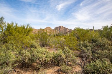 Saguaro, ABD - 23.11.2019 Arizona 'daki Old Saguaro Ulusal Parkı 23.11.2019, ABD