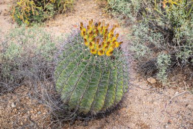 Saguaro, ABD - 23.11.2019 Arizona 'daki Old Saguaro Ulusal Parkı 23.11.2019, ABD