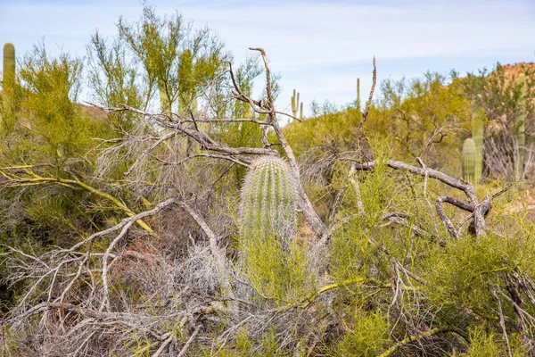 Saguaro Spojené Státy Americké 2019 Old Saguaro National Park Arizona — Stock fotografie