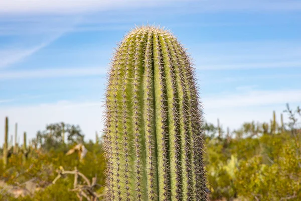 Saguaro Verenigde Staten 2019 Old Saguaro National Park Arizona 2019 — Stockfoto