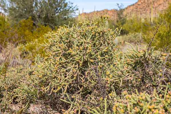 Saguaro Spojené Státy Americké 2019 Old Saguaro National Park Arizona — Stock fotografie