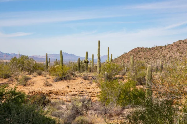 Saguaro United States 2019 Old Saguaro National Park Arizona 2019 — Stock Photo, Image