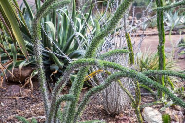 Phoenix, ABD - 24.11.2019 Desert Botanik Bahçesi Phoenix, Arizona, ABD