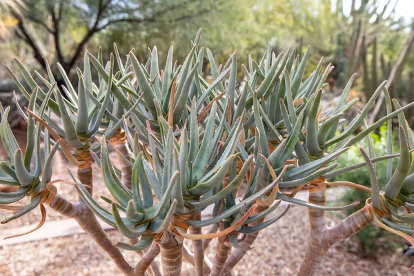 Phoenix Сша 2019 Desert Botanical Garden Phoenix 2019 Phoenix Arizona — стокове фото
