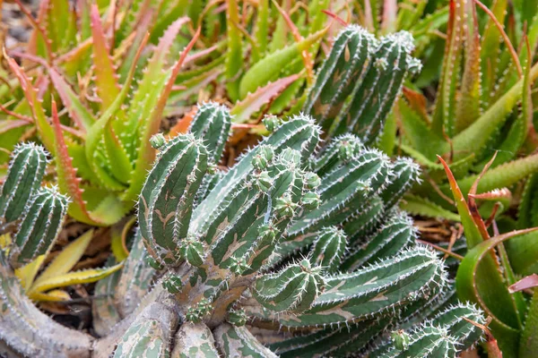 Phoenix Estados Unidos 2019 Desert Botanical Garden Phoenix 2019 Phoenix — Fotografia de Stock