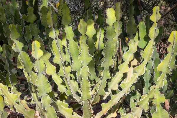 Phoenix Stany Zjednoczone 2019 Desert Botanical Garden Phoenix 2019 Phoenix — Zdjęcie stockowe