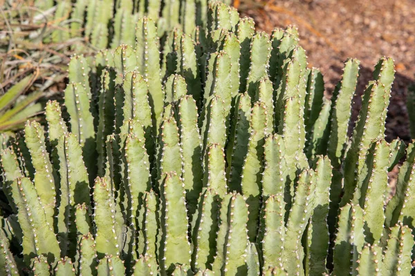 Phoenix Estados Unidos 2019 Desert Botanical Garden Phoenix 2019 Phoenix — Fotografia de Stock