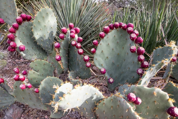 Phoenix Сша 2019 Desert Botanical Garden Phoenix 2019 Phoenix Arizona — стокове фото