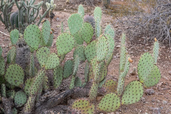 Phoenix Estados Unidos 2019 Desert Botanical Garden Phoenix 2019 Phoenix — Fotografia de Stock