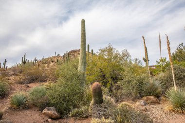 Phoenix, ABD - 24.11.2019 Desert Botanik Bahçesi Phoenix, Arizona, ABD