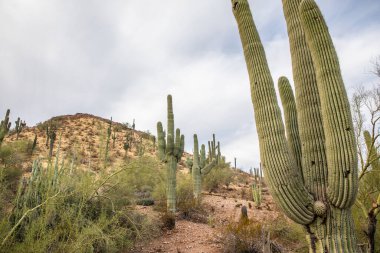 Phoenix, ABD - 24.11.2019 Desert Botanik Bahçesi Phoenix, Arizona, ABD