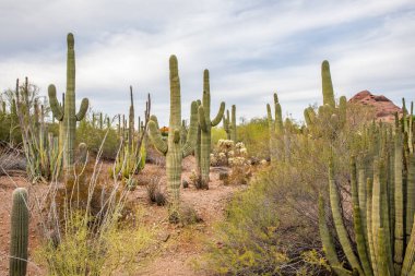 Phoenix, ABD - 24.11.2019 Desert Botanik Bahçesi Phoenix, Arizona, ABD