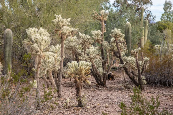美国凤凰城 2019年11月24日美国亚利桑那州凤凰城的凤凰城沙漠植物园 — 图库照片