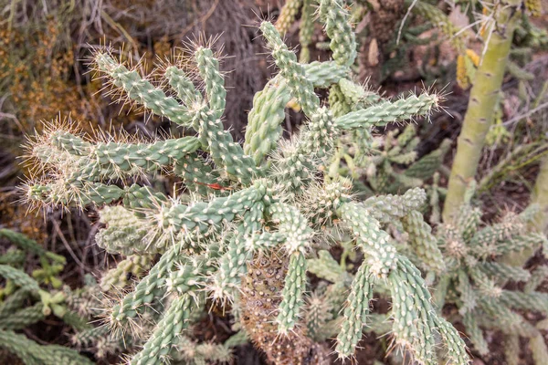 Феникс Сша 2019 Desert Botanical Garden Phoenix 2019 Phoenix Arizona — стоковое фото