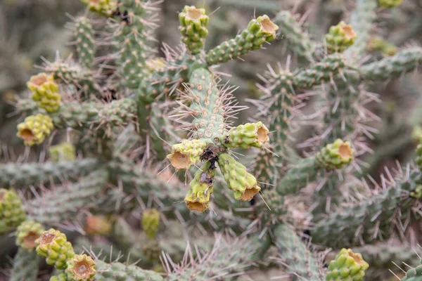 Phoenix Сша 2019 Desert Botanical Garden Phoenix 2019 Phoenix Arizona — стокове фото