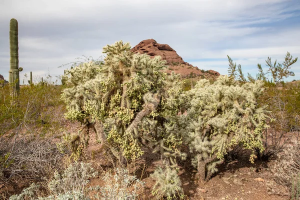 Phoenix Usa 2019 Desert Botanical Garden Phoenix 2019 Phoenix Arizona — Stock fotografie