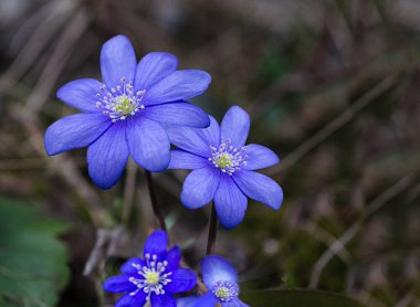 Baharda çiçeklenme ortak yosunları grup