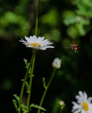 Böcek uçan ile daisy .