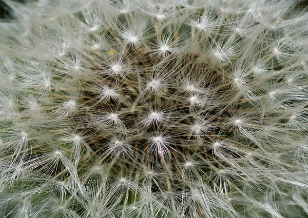 Bellissimi pistilli morbidi macro di dente di leone — Foto Stock