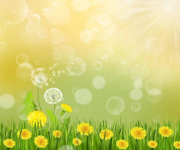 Dandelion blowing in the sun nature green background. — Stock Vector