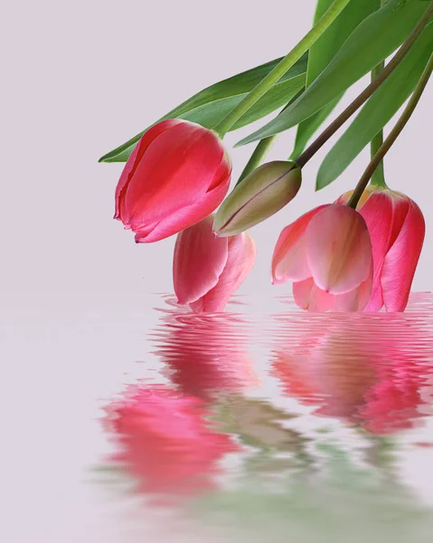 Tulipany odbicie w wodzie. — Zdjęcie stockowe