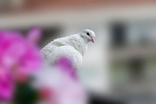 A white dove sitting on the balcony — Stock Photo, Image