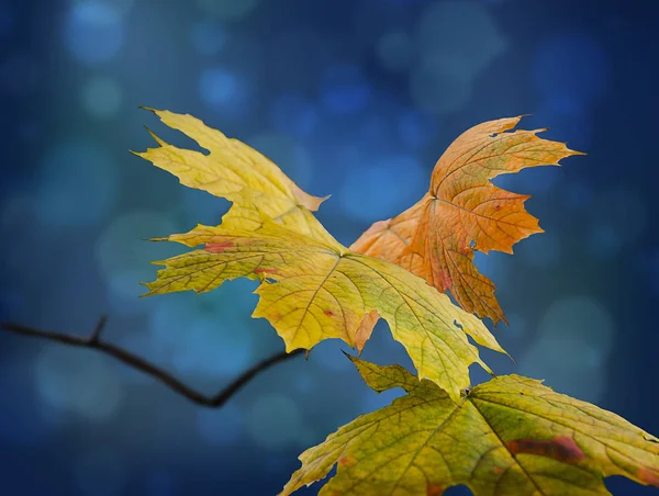 Foto van mooie Herfstbladeren . — Stockfoto