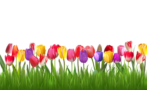 Colorful Tulips White Background Spring Season — Stock Photo, Image